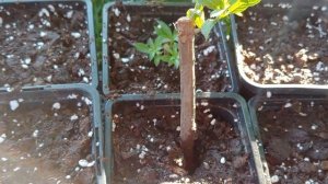 Черенкование метельчатой гортензии одревесневшими ч?