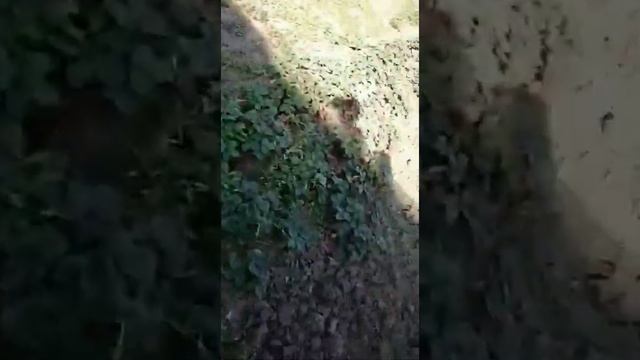 Ремонт теплицы своими руками сорвало крышу как мы это