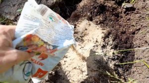 посадка растений (саженцев) в открытый грунт (глину)