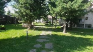 Идеального газона не будет на дачном участке хвойным лесом!