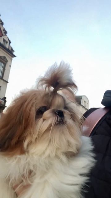 🌸Our girl Celine. Puppy socialization in the kennel #shihtzukennel #luxurydog #шитцу #shiht смотреть онлайн