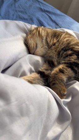 Милые котики 🐱
