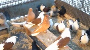 Николаевские  мастные  голуби