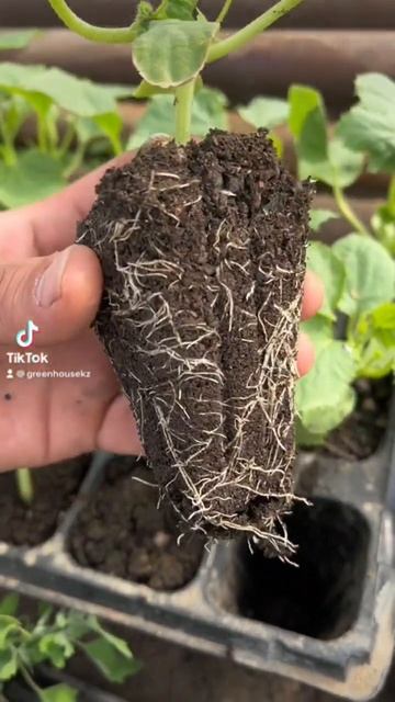 #greenhouse #теплица #бизнес смотреть онлайн