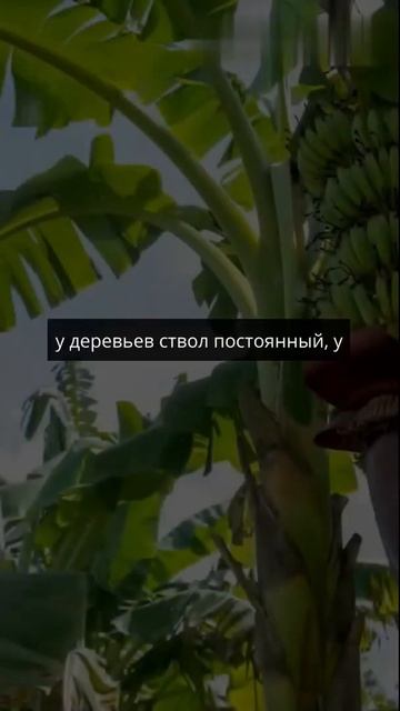 Банановые деревья на самом деле не деревья, а гигантск