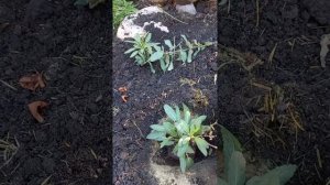 ВЫСАЖИВАЮ ШАЛФЕЙ КАРАДОННА В ГРУНТ..