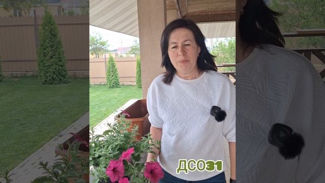 Ампельная петуния Гарден Бьюти.  история  одной покупк