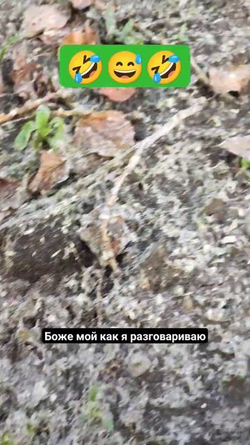 наливной газон,осмотр территории 🤪 #доммилыйдом #2023 #?