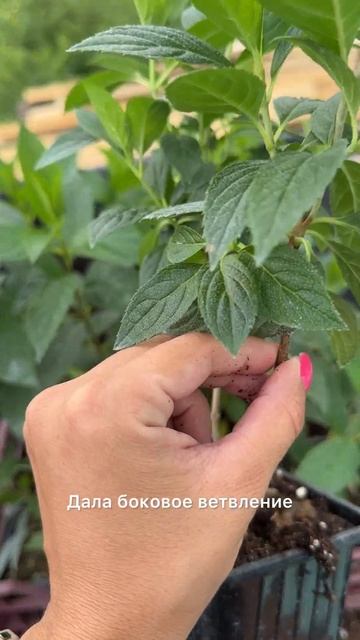 Металика в Р9 Пенза #гортензиипенза #питомникгортензи? смотреть онлайн