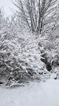 Заснеженные кусты на районе