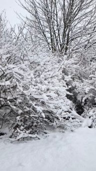 Заснеженные кусты на районе