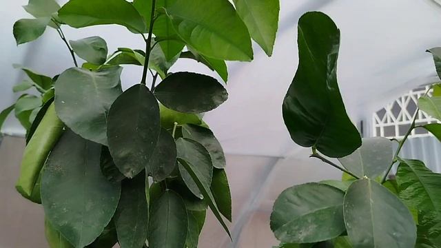 Летняя теплица для цитрусовых растений. Начало сезона