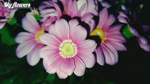 Цинерария кровавая-тонкости выращивания в квартире.