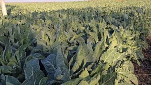 Самая закрытая и тяжёлая цветная капуста Форталеза F1,