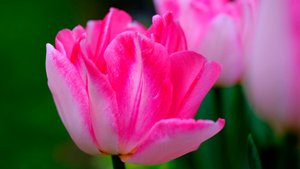 🌷✨💖 БЕЗУМНО КРАСИВАЯ МУЗЫКА ДЛЯ ДУШИ! 🎵 ЭТУ ФОРТЕПИАННУЮ МЕЛОДИЮ МОЖНО СЛУШАТЬ ВЕЧНО! 💖