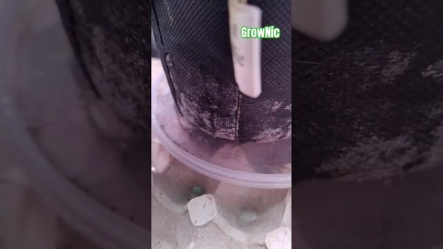 Цветение куста базилика завязи семян смотреть онлайн