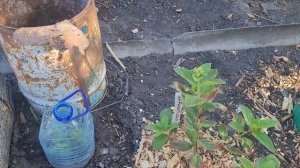 Мои гортензии в сентябре. Чем подкормить для цветения.