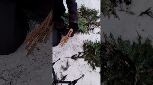 Вяжем пихтовые веники. #bathhouse #forest #пихта #баня #веник