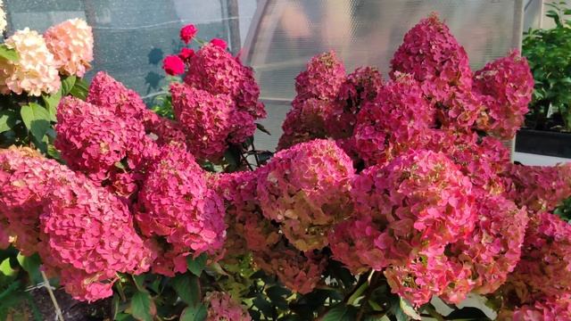 17.09.24 Самарская Лидия - Королева сада! 🌺🌺🌺🌺🌺 смотреть онлайн