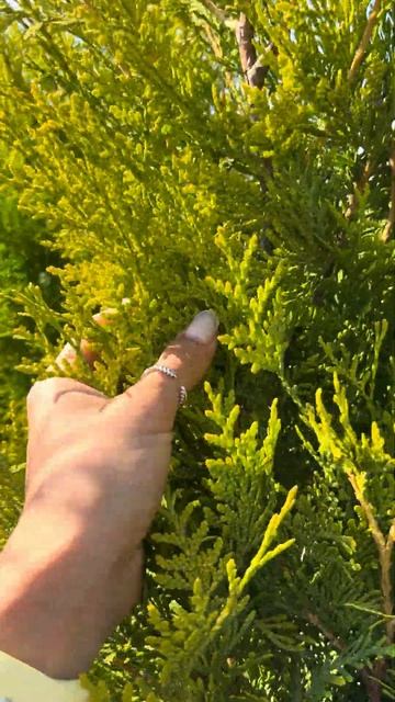 Туя западная Golden Brabant (Голден Брабант) смотреть онлайн