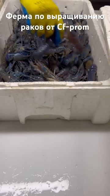 Промышленная ферма по выращиванию раков от Cf-prom #shorts смотреть онлайн