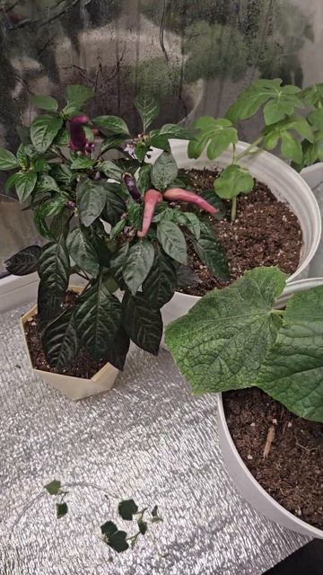 а у вас такая же мощная рассада огурцов получается ?) #д смотреть онлайн