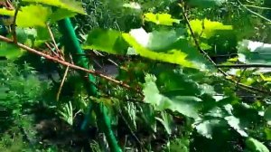 Виноград Кристалл.первый урожайный год.