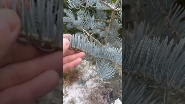 Пихта одноцветная #bonsai #ландшафтныйдизайн #сад #огород