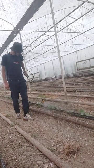 теплицы Абубакр правильная обработка кустов против б? смотреть онлайн