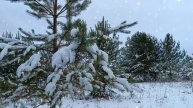 ЗАЩИТНИКАМ ОТЕЧЕСТВА ПОСВЯЩАЕТСЯ. ПЕЛАГЕЯ. ,, ДОРОЖЕНЬКА"