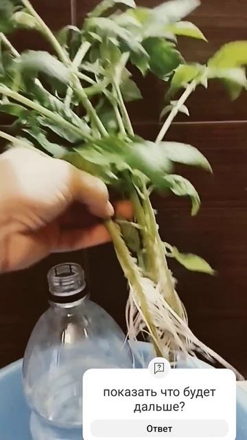 Что делать если вытянулась рассада томатов ☺️👍 смотреть онлайн