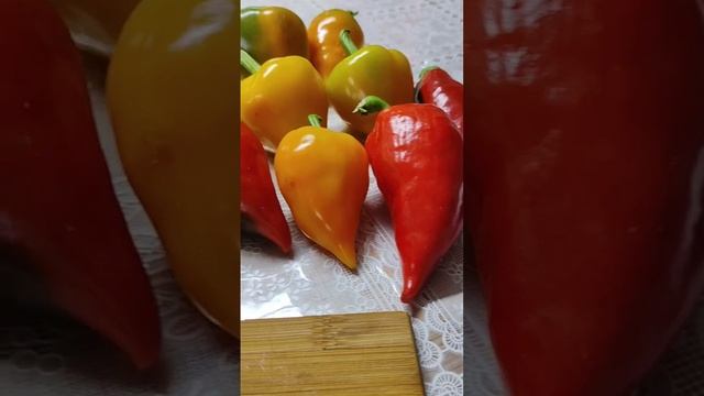 Семена у Регины можно заказать 89191516761 Вацап пишите смотреть онлайн