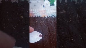 Посев Петуньи не гранулированной.23.03.24