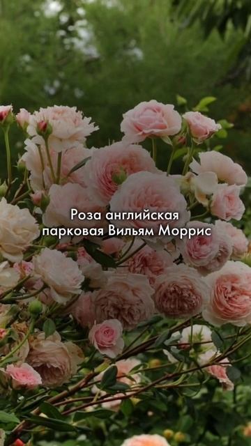 Розы для живой изгороди