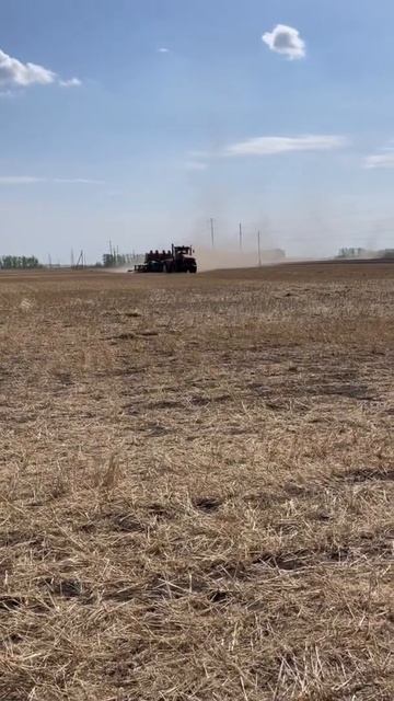 Посев Рапса!