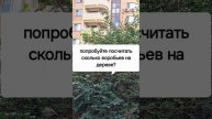 воробьишки