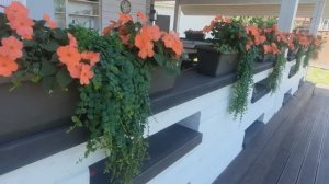 Зацветают гортензии. Как хорошо иметь такого помощника!