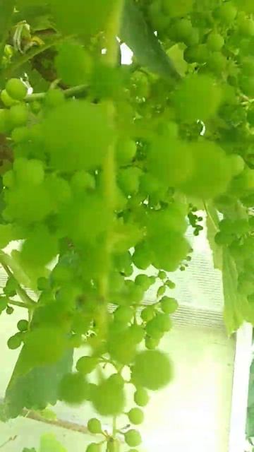 Виноград в теплицы радует . смотреть онлайн