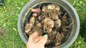 Как сохранить канны до весны.