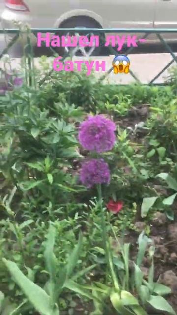Нашел лук батун настоящий😱 #подпишись тут весело. Фик смотреть онлайн