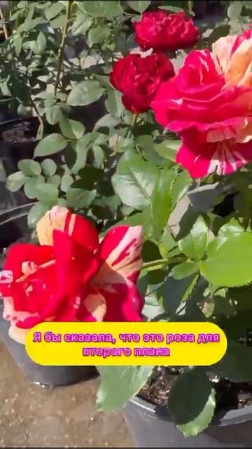 Броселианд #полосатые розы #розы #лето #отдых #равнове? смотреть онлайн