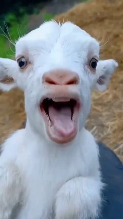 Когда кот и ребенок нашли общий язык - смотрите до слёз! 🤣❤️