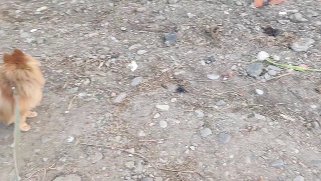 В поле со шпицем.