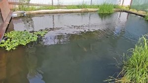 Снял затеняющую сетку над прудом.