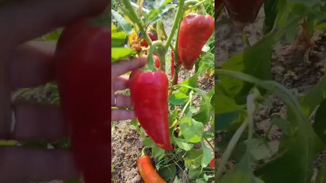 УРОЖАЙ ИЗ СЕМЯН МАГАЗИННОГО ПЕРЦА. ВЫГОДНО!!! #огород #п