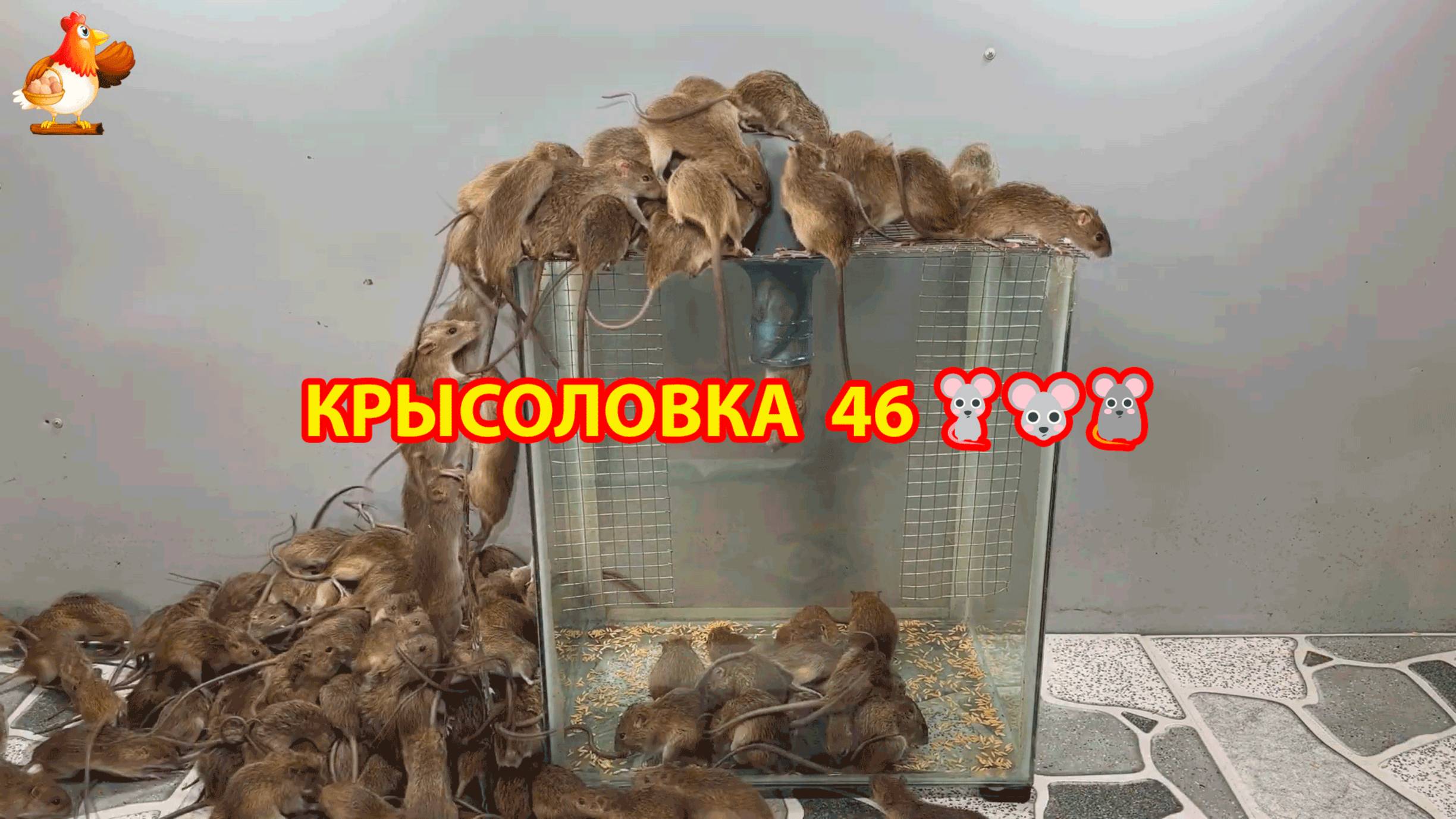 Крысоловка вариант (46) 🐀 Как сделать крысоловку своими руками и поймать кучу крыс 🐀🐁🐀