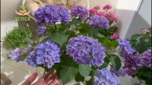 СУПЕР КАРЛИКОВАЯ КРУПНОЛИСТНАЯ ГОРТЕНЗИЯ