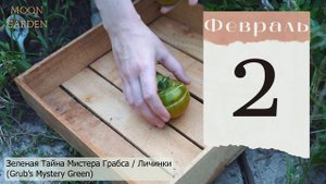 ТОМАТЫ: лунный посевной календарь на ФЕВРАЛЬ 2024! Когда