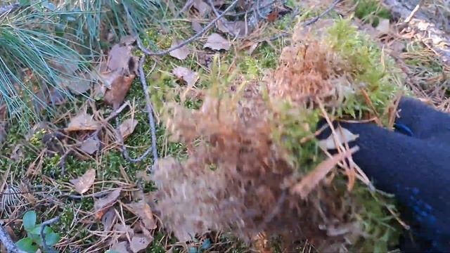 Собираю важный ингредиент для посадки ароидных - мох с смотреть онлайн