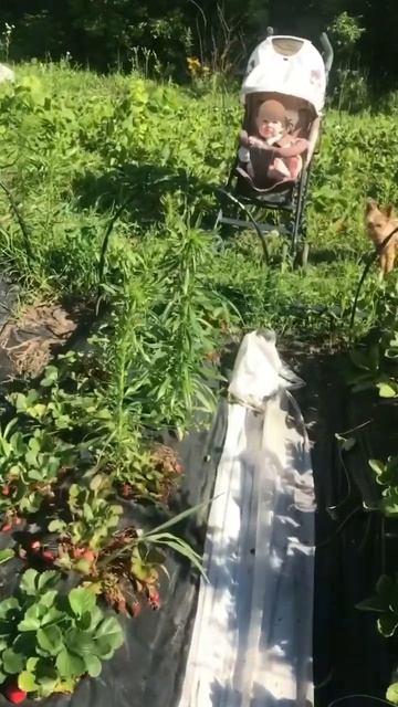 Клубника сорт Брина, нсд.Посадка конец мая. смотреть онлайн